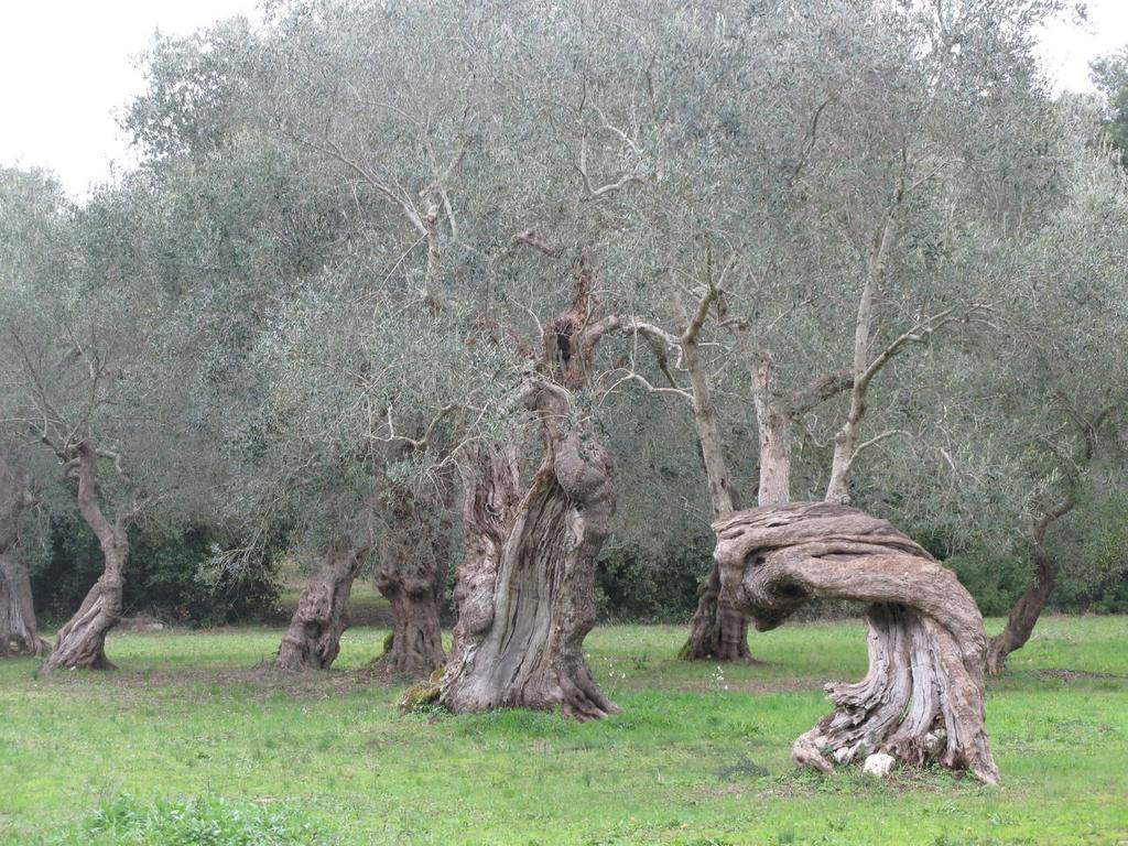 Tenuta Sant'Andrea Giuggianello 外观 照片